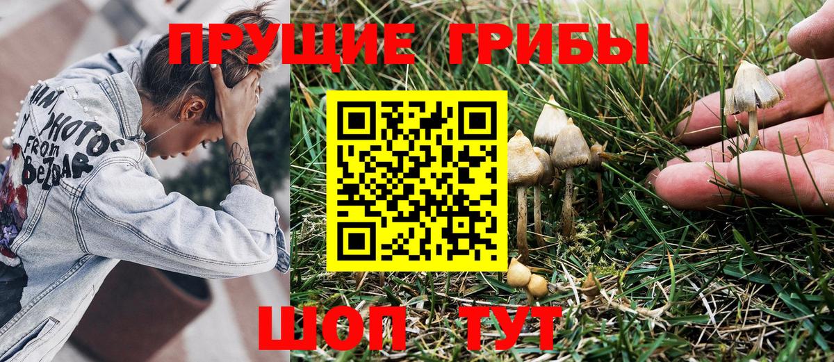 Псилоцибиновые грибы Cubensis  Бузулук 